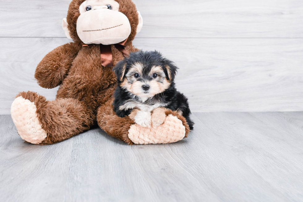 Morkie Puppy for Adoption