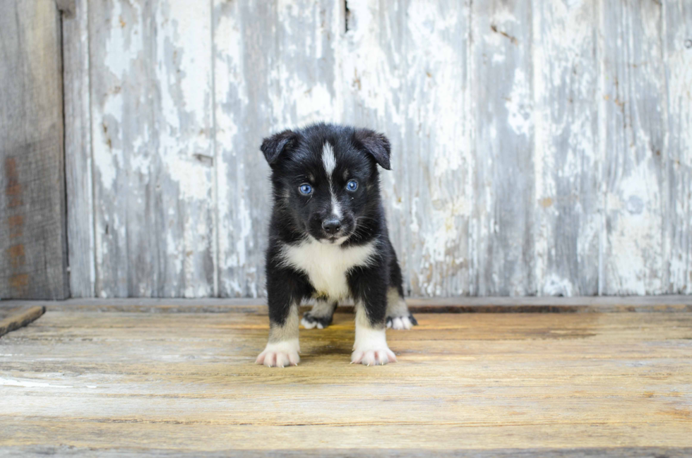 Adorable Mini Husky Designer Puppy