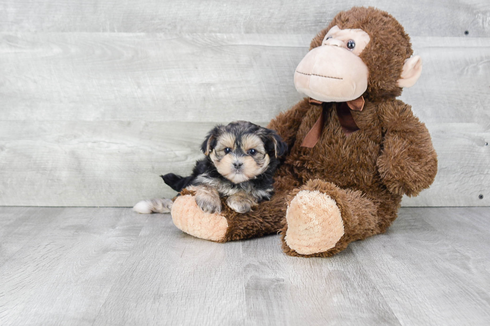 Morkie Puppy for Adoption