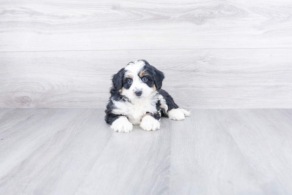 Mini Bernedoodle Puppy for Adoption