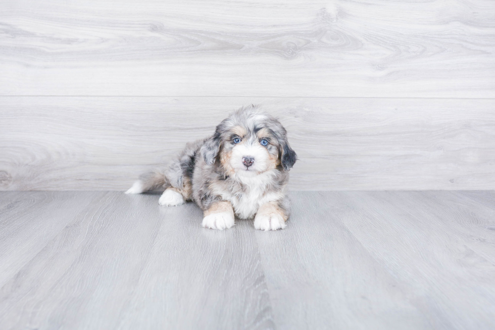 Mini Bernedoodle Puppy for Adoption