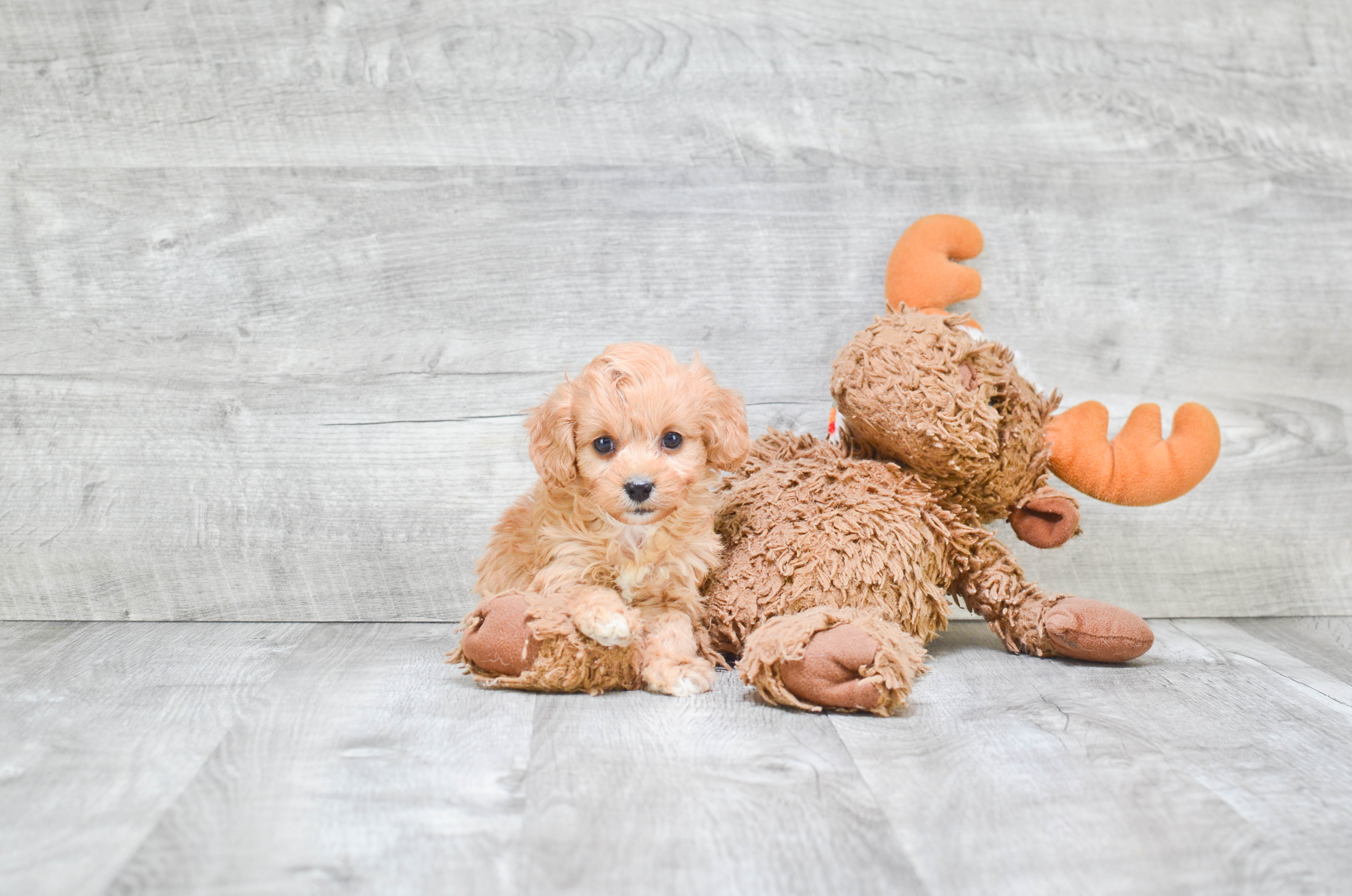 Playful Cavoodle Poodle Mix Puppy