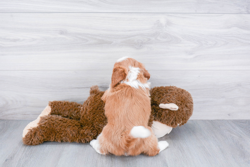 Energetic Mini Berniedoodle Poodle Mix Puppy