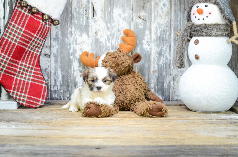 Funny Teddy Bear Designer Pup