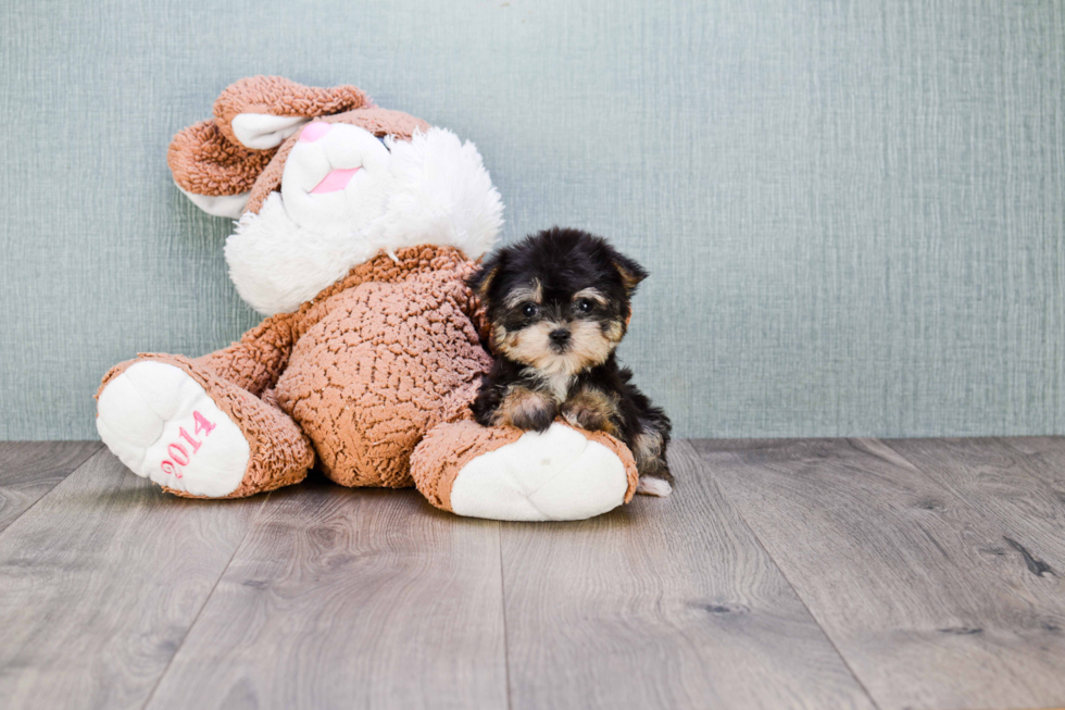Morkie Pup Being Cute
