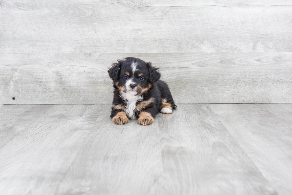 Best Mini Bernedoodle Baby
