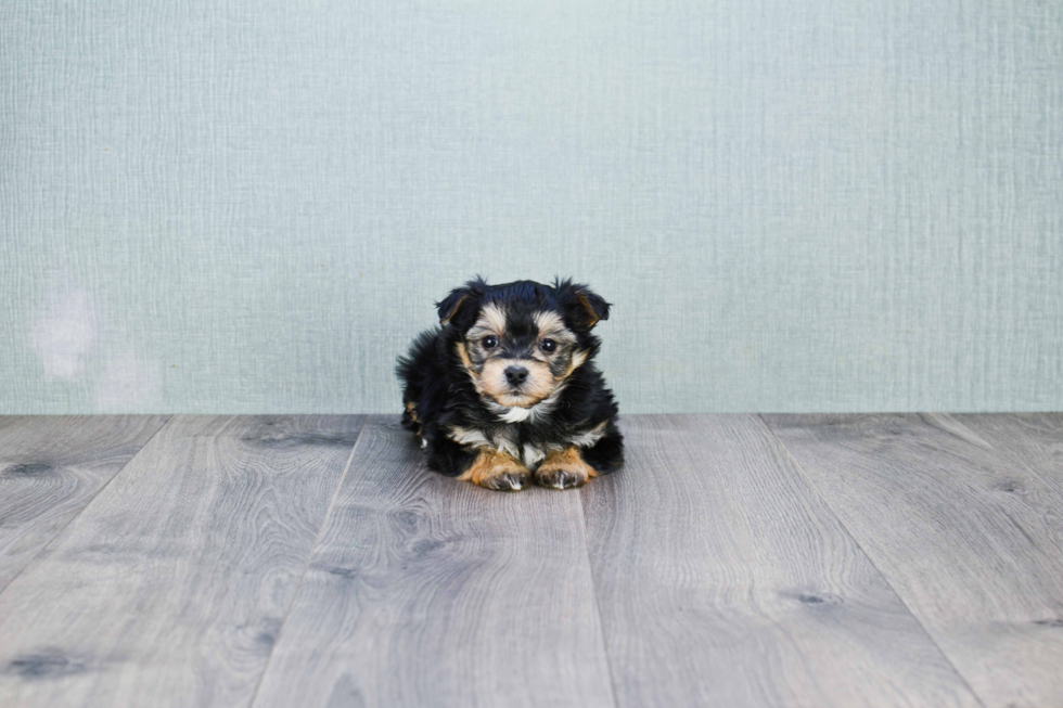 Funny Morkie Designer Pup