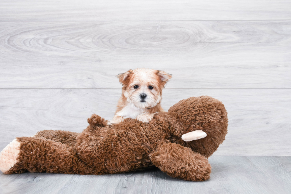 Morkie Puppy for Adoption