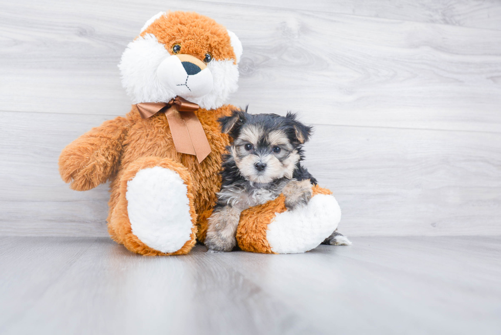 Morkie Pup Being Cute