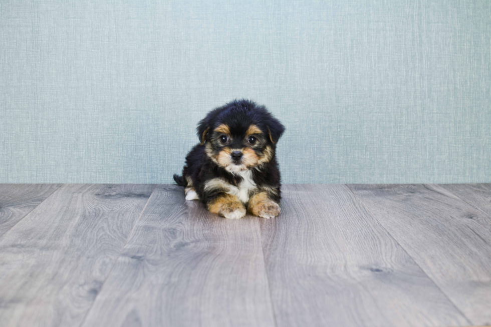 Fluffy Morkie Designer Pup