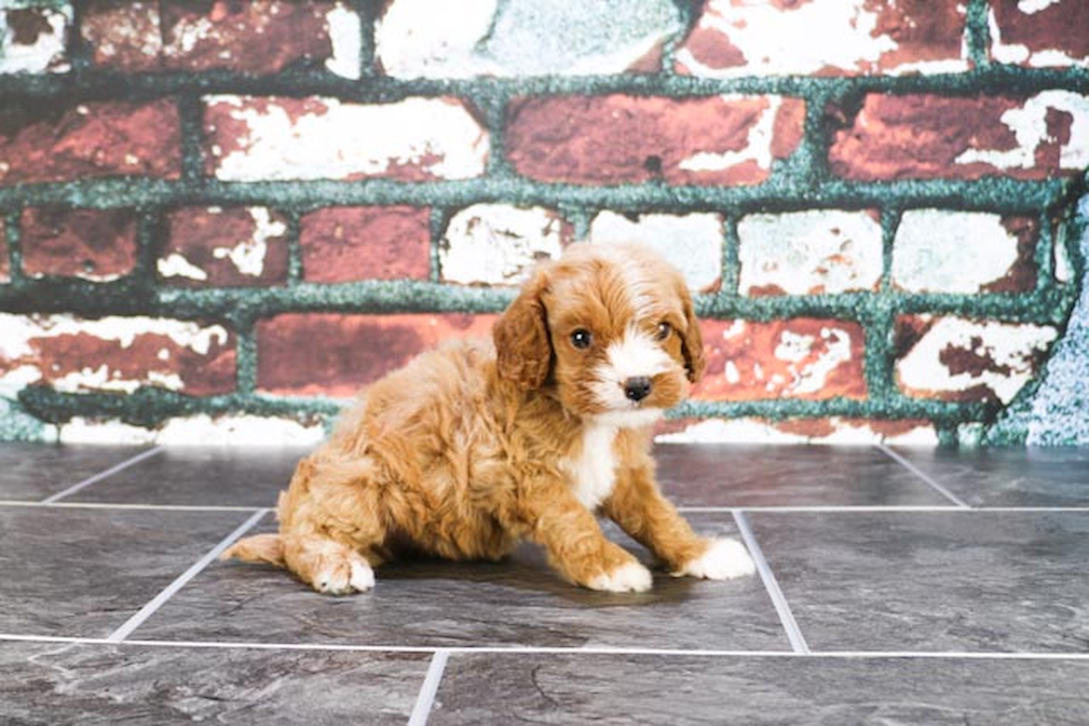 Happy Cavapoo Baby