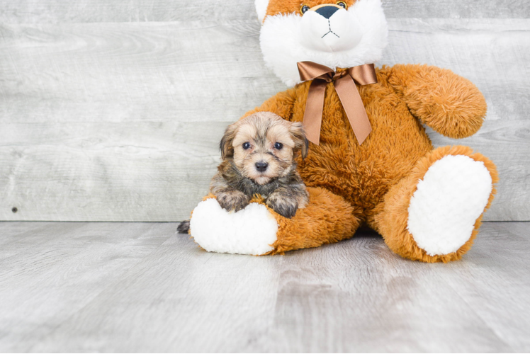 Playful Yorkie Designer Puppy