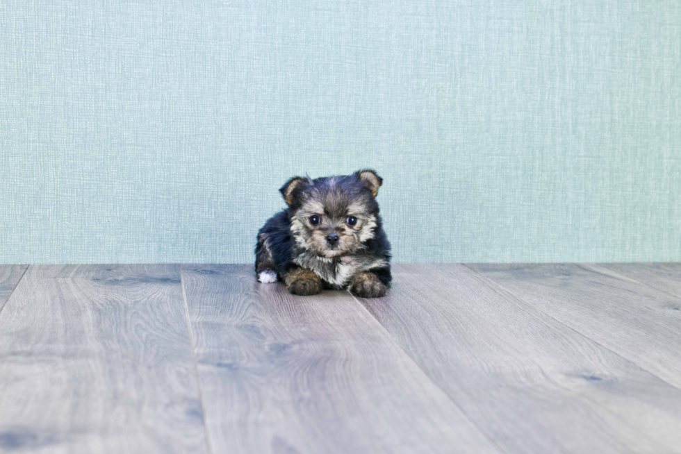 Morkie Pup Being Cute
