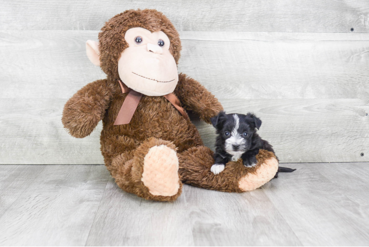 Morkie Puppy for Adoption