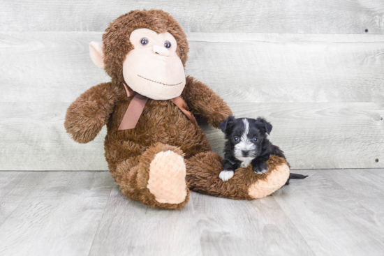 Morkie Puppy for Adoption