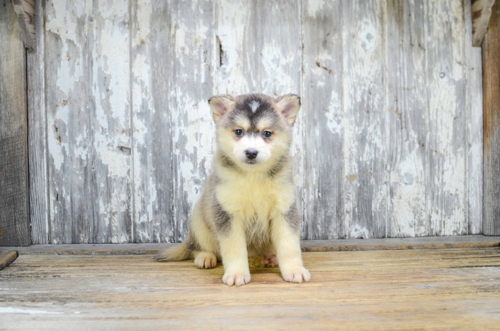 Pomsky Pup Being Cute