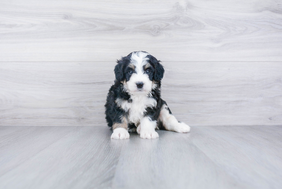 Adorable Mini Berniedoodle Poodle Mix Puppy