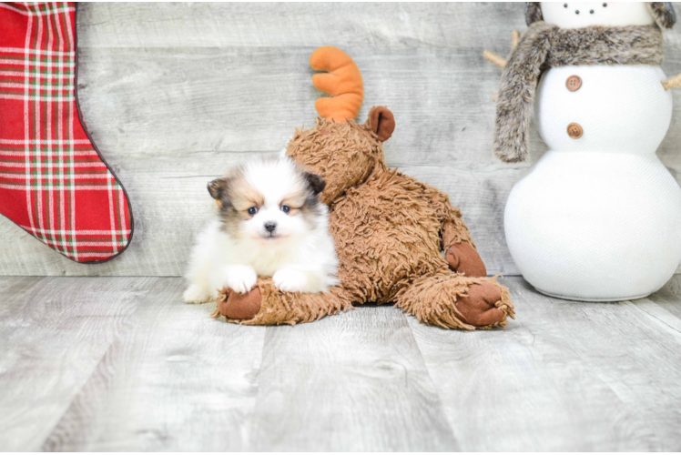 Pomeranian Pup Being Cute