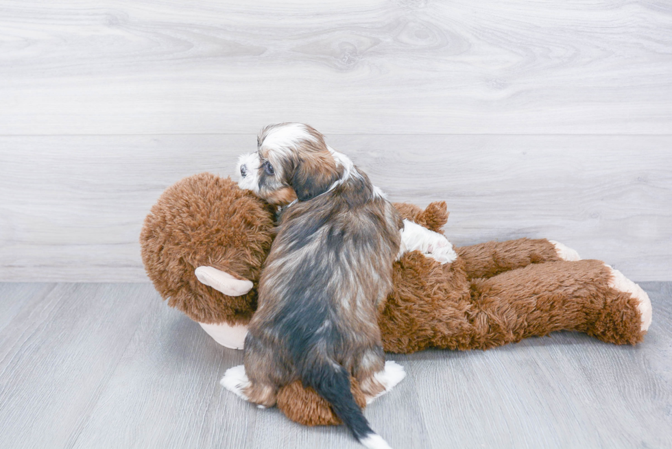 Shih Tzu Puppy for Adoption