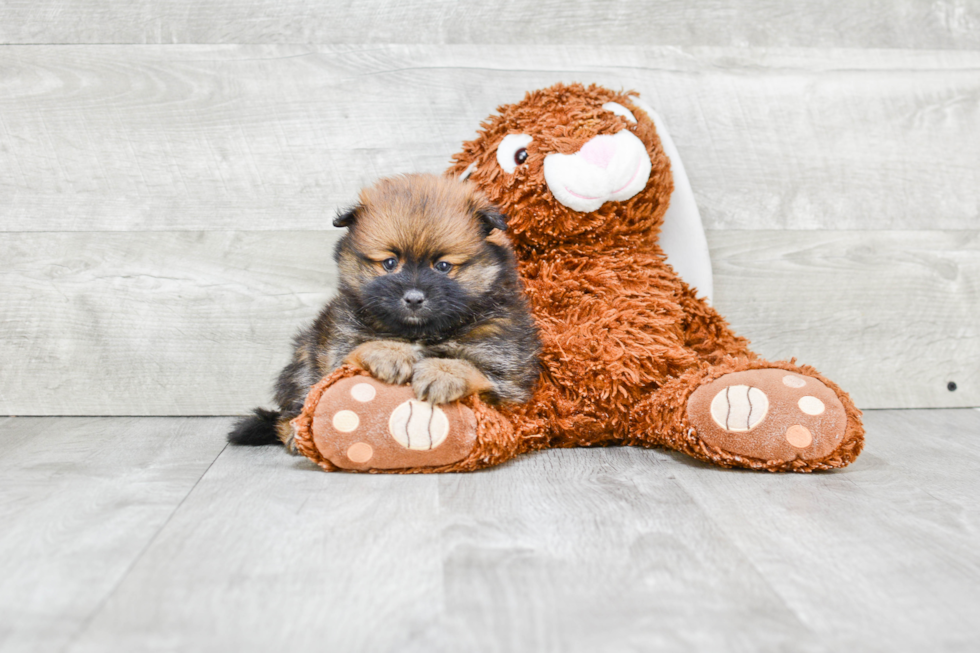 Happy Pomeranian Purebred Puppy