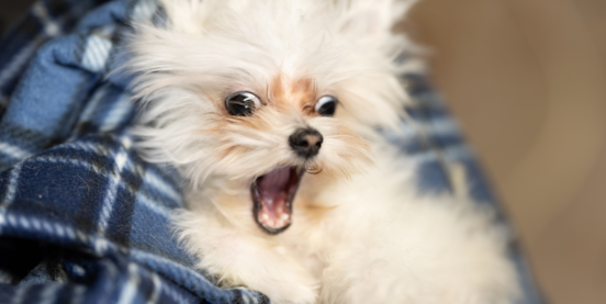 30 Funny and Cute Dog Pictures That Will Make Your Day