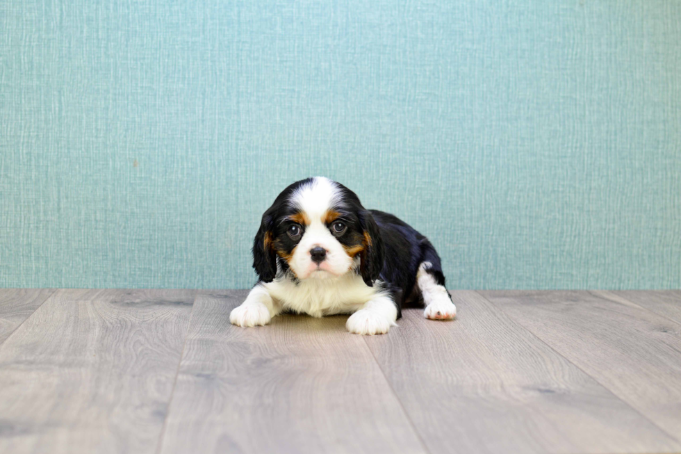 Best Cavalier King Charles Spaniel Baby