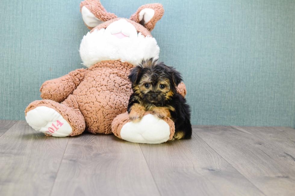 Little Yorkie Designer Puppy