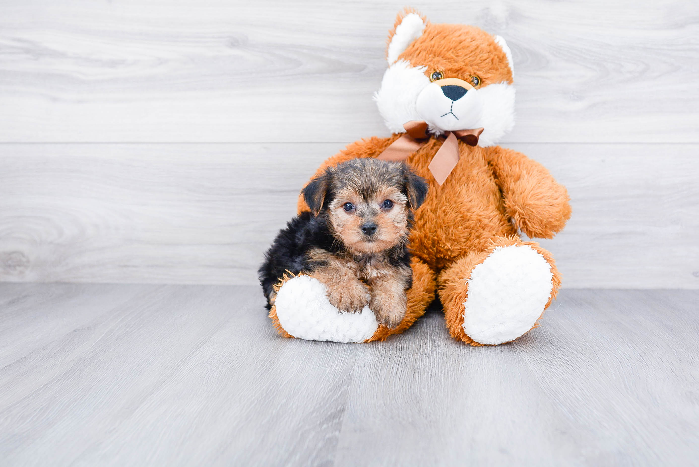 Best Morkie Baby