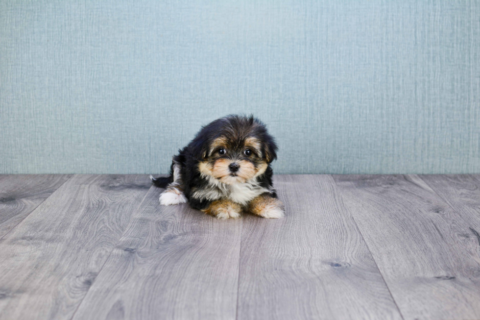 Best Morkie Baby