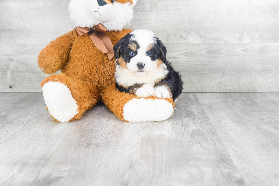 Mini Bernedoodle Puppy for Adoption