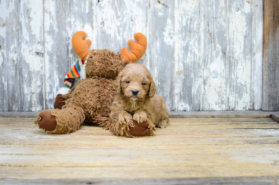 Sweet Mini Goldendoodle Baby
