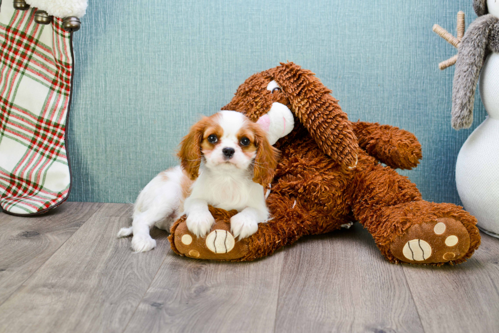 Sweet Cavalier King Charles Spaniel Purebred Puppy