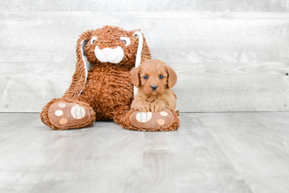 Cavapoo Pup Being Cute
