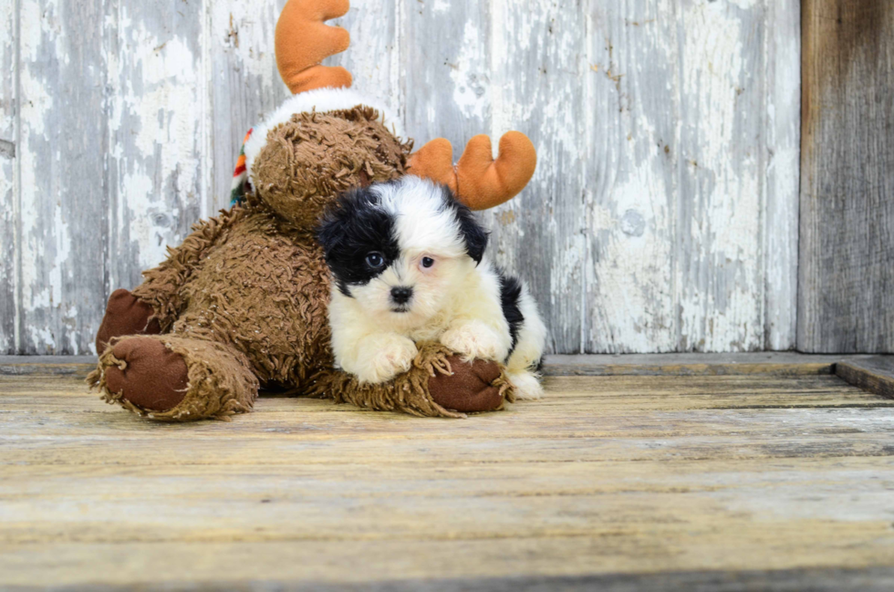 Best Teddy Bear Baby