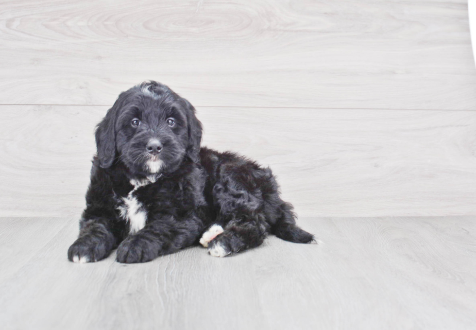 Mini Bernedoodle Puppy for Adoption