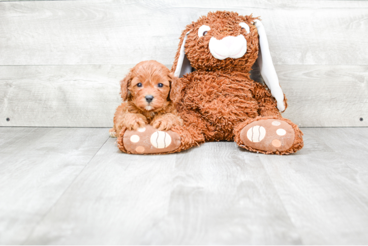 Cavapoo Puppy for Adoption