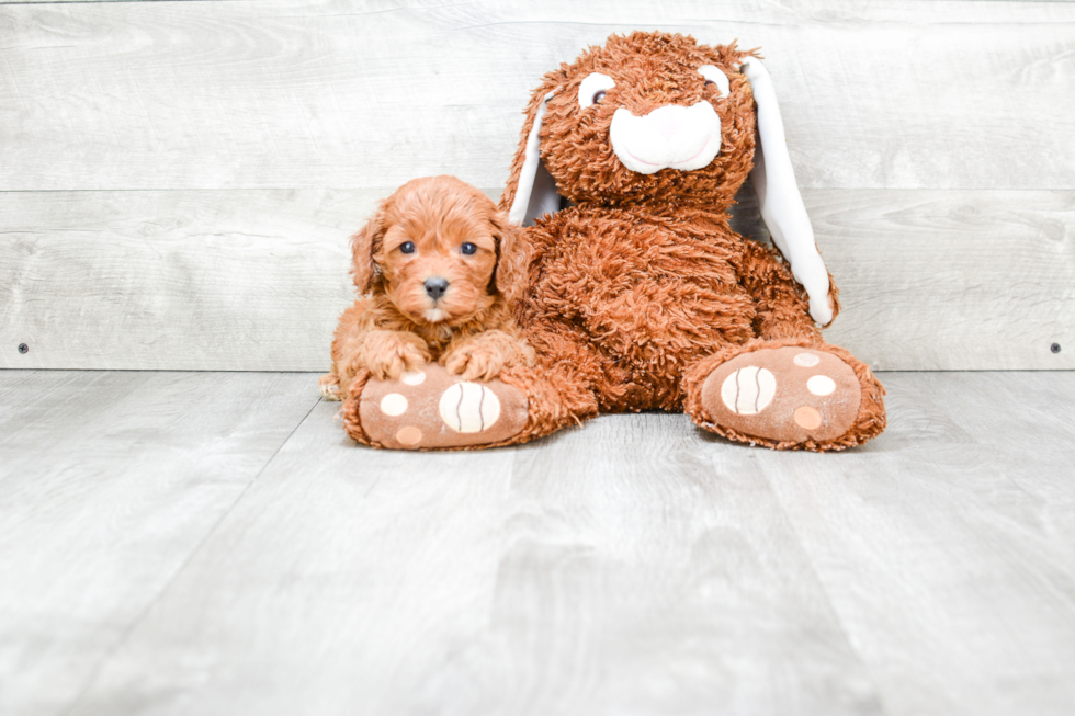 Cavapoo Puppy for Adoption