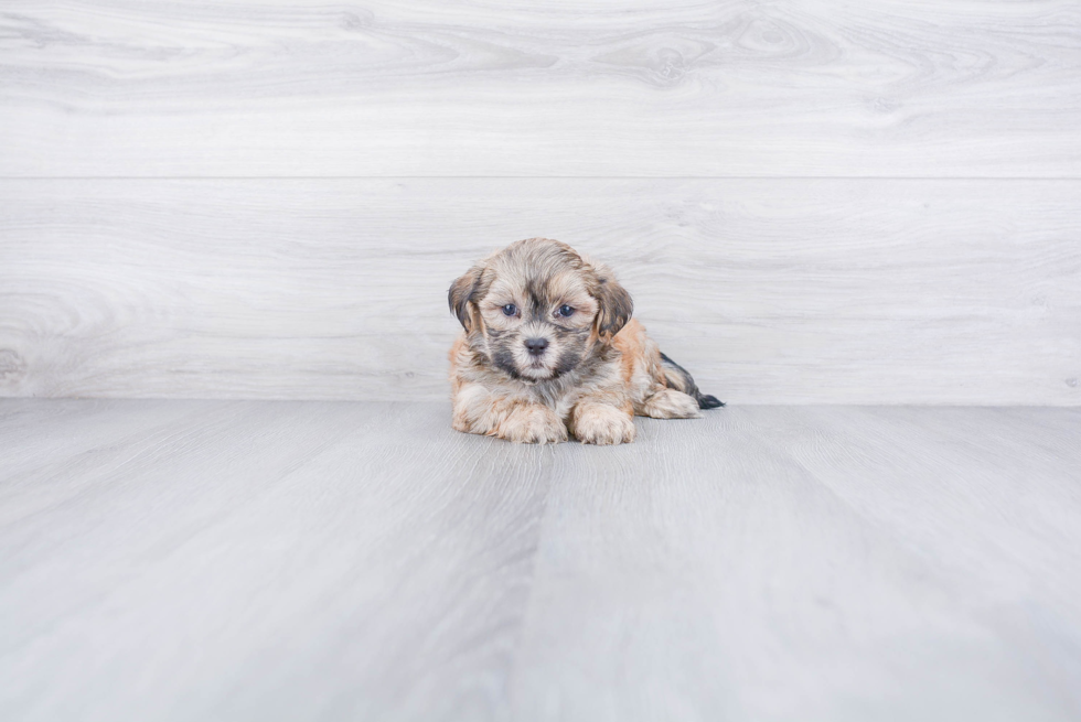 Best Teddy Bear Baby