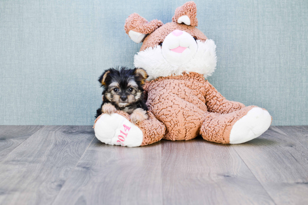 Adorable Yorkie Designer Puppy