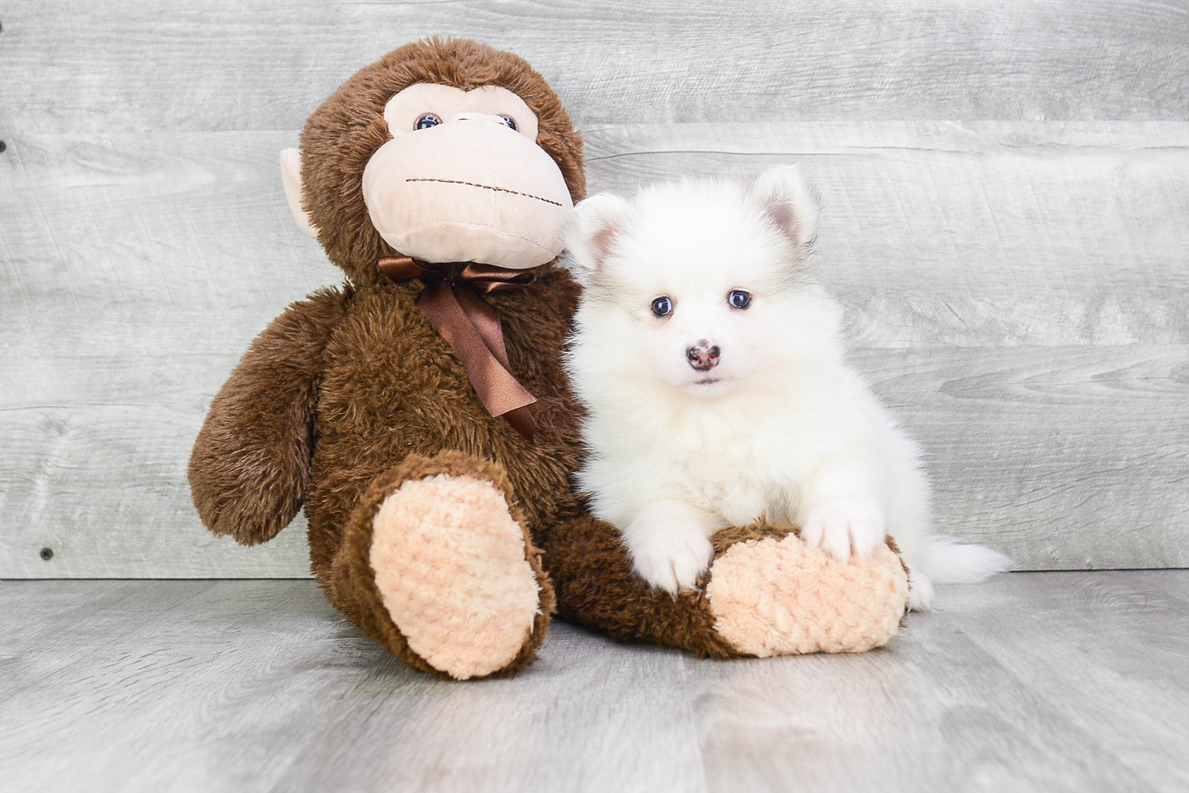 Cute Pomsky Baby