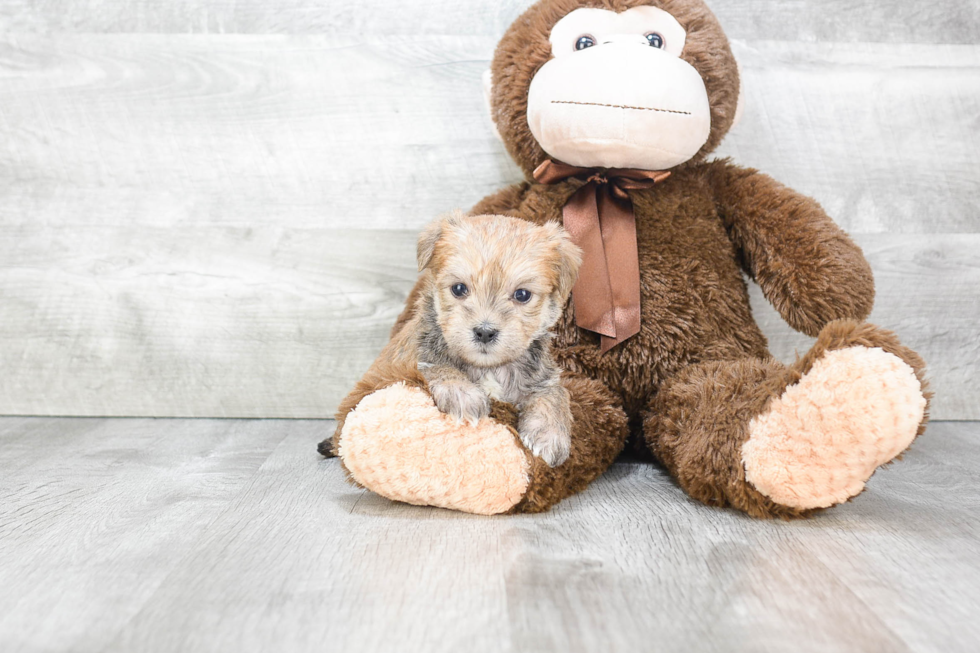 Playful Yorkie Designer Puppy