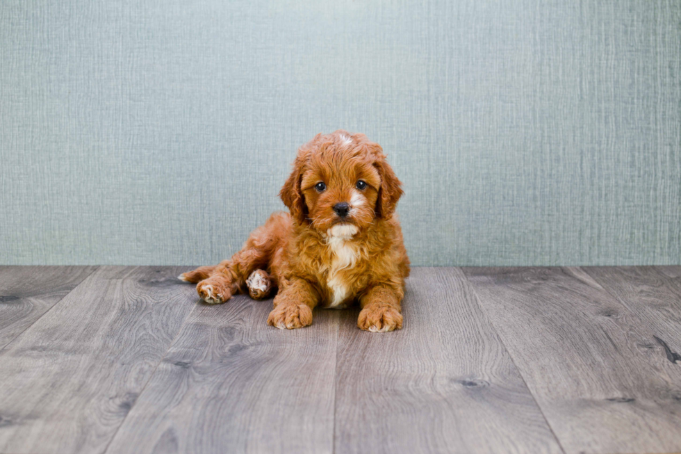 Cavapoo Puppy for Adoption