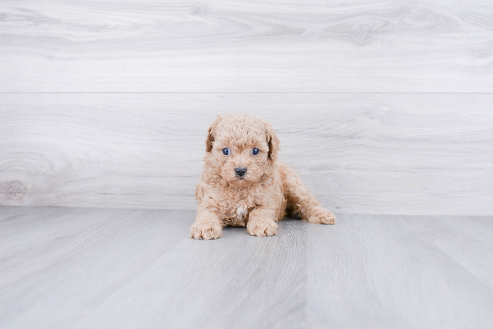 Cavapoo Puppy for Adoption