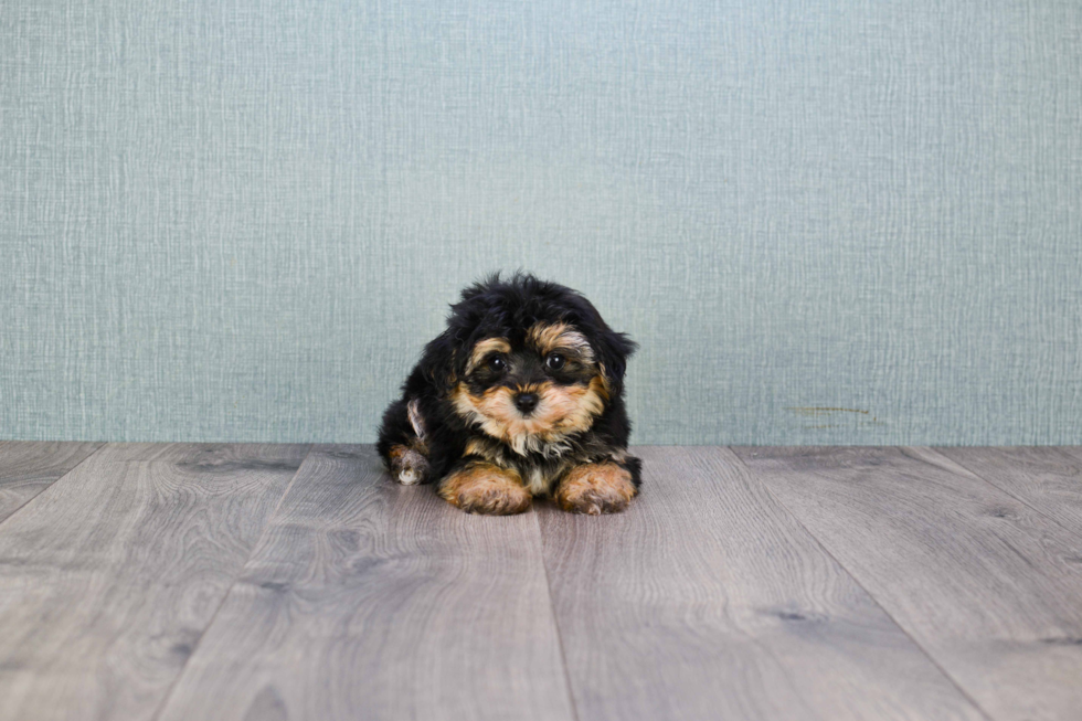 Morkie Puppy for Adoption