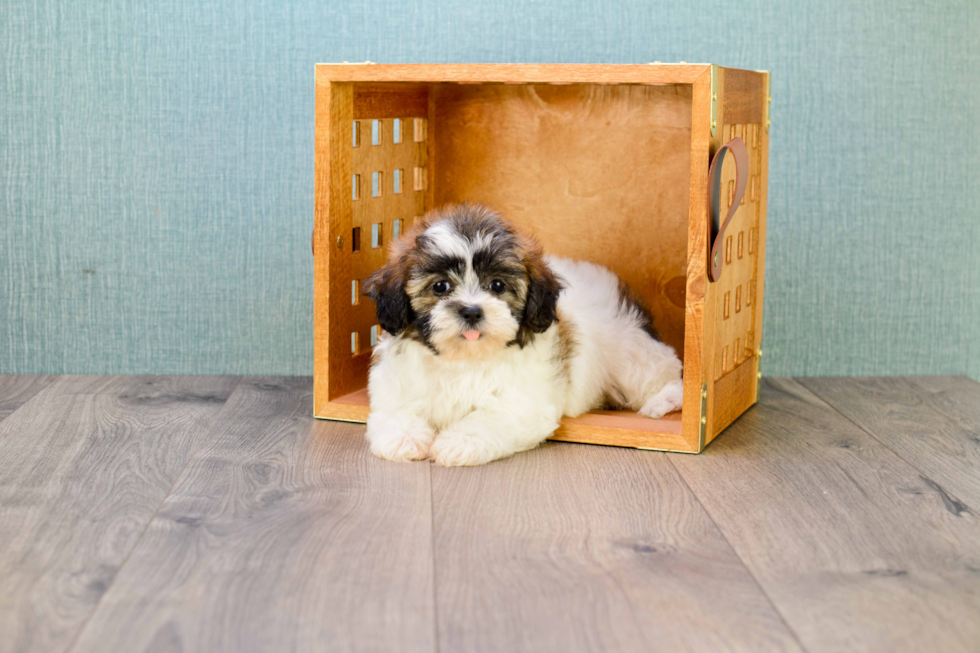 Energetic Shi Chon Designer Puppy