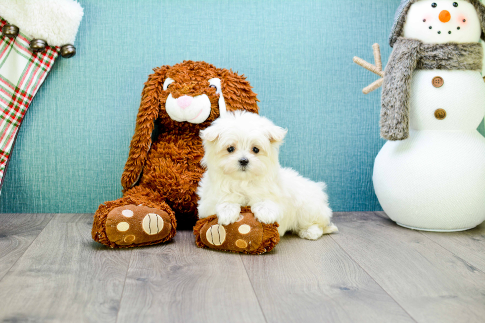 Maltese Pup Being Cute