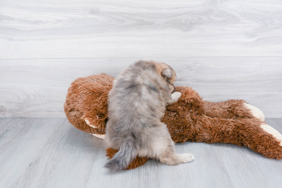 Pomeranian Pup Being Cute