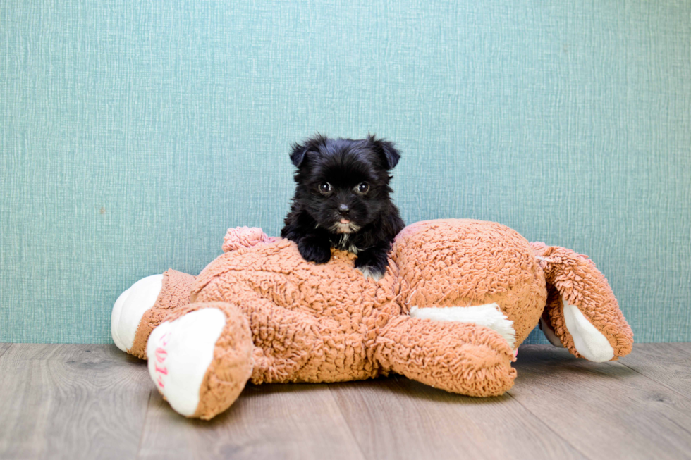 Best Morkie Baby