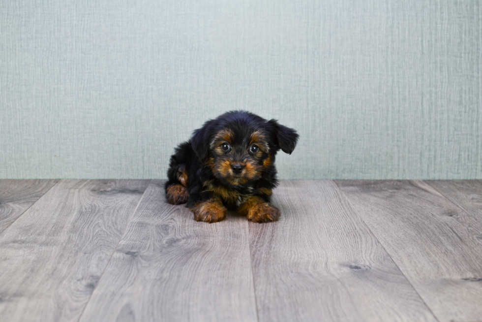 Meet Lisa - our Yorkshire Terrier Puppy Photo 