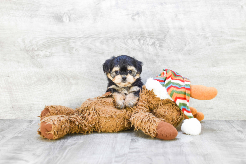 Fluffy Morkie Designer Pup